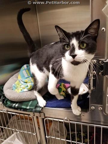 ZEKE, Adult Domestic Short Hair (medium coat), cat for adoption in Brockton, Massachusetts
