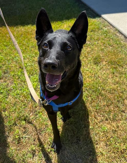 CADY, an adoptable Dutch Shepherd in Centerville, MA
