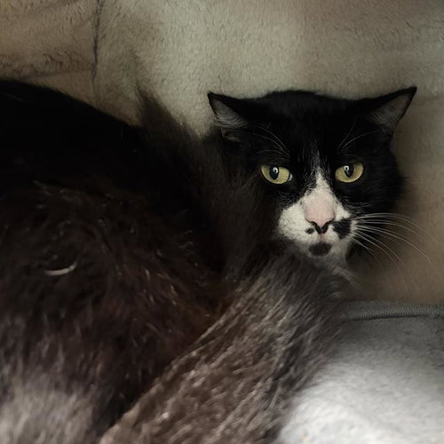 TOKYO, an adoptable Domestic Short Hair in Centerville, MA