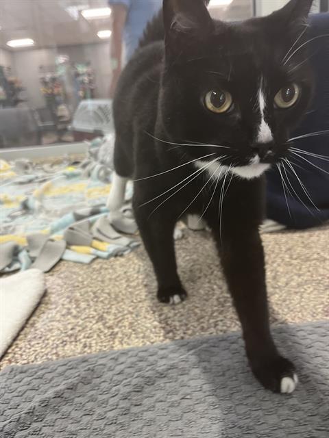 SELENE, an adoptable Domestic Short Hair in Centerville, MA