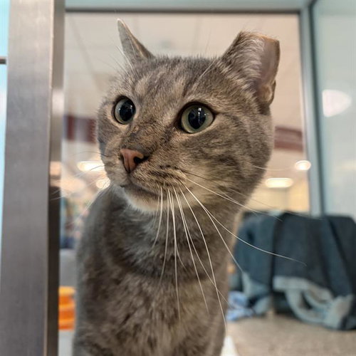 BEN - FIV+, an adoptable Domestic Short Hair in Centerville, MA