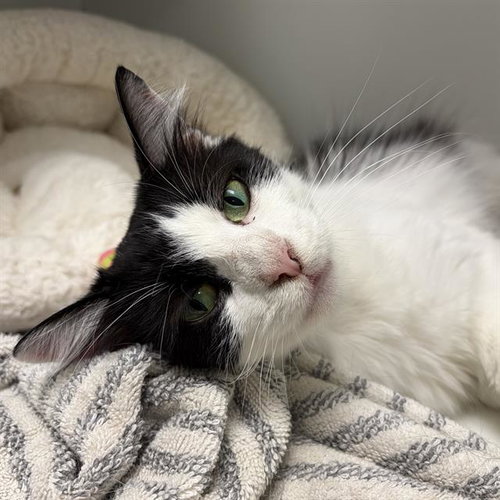 MANYA, an adoptable Domestic Medium Hair in Centerville, MA