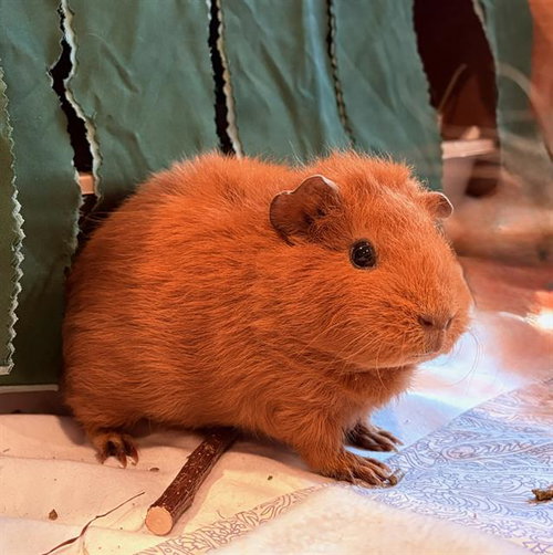 Cinnamon