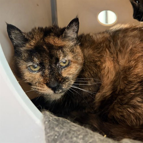 MAGNOLIA, an adoptable Domestic Short Hair in Centerville, MA