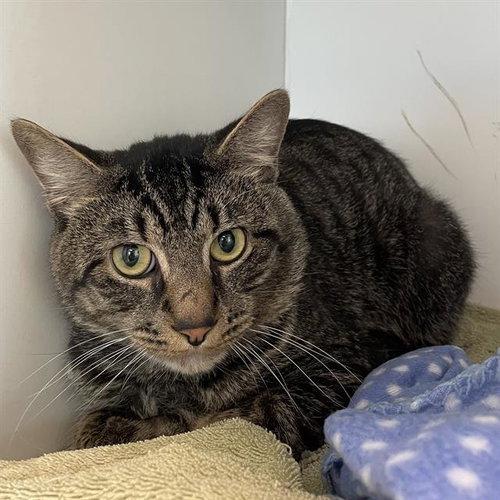 LANCE, Adult Domestic Short Hair (medium coat), cat for adoption in Brockton, Massachusetts