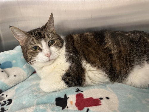 LAVERNE, an adoptable Domestic Short Hair in Centerville, MA