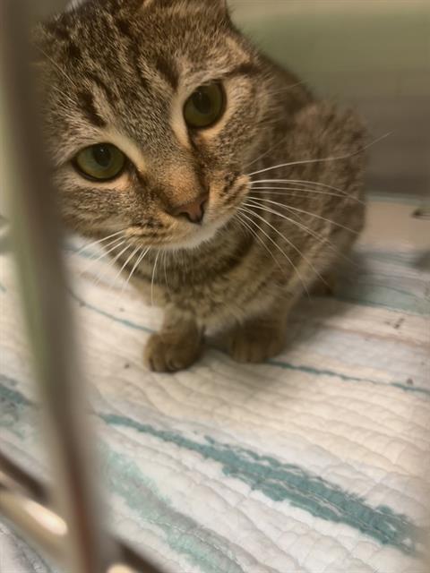 GUPPY - WORKING CAT, an adoptable Domestic Short Hair in Centerville, MA