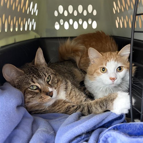 PERDUE, an adoptable Domestic Short Hair in Centerville, MA