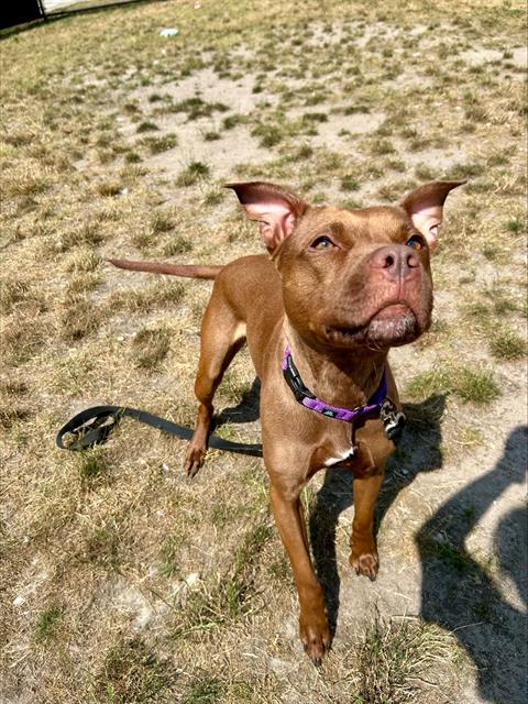 BELLA-MARIE, an adoptable Pit Bull Terrier in Centerville, MA