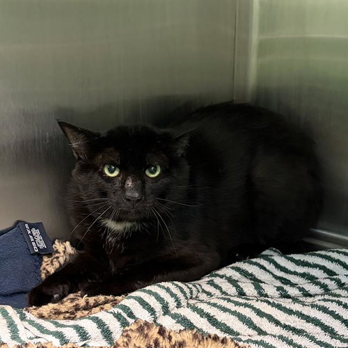 HERRING, an adoptable Domestic Short Hair in Centerville, MA