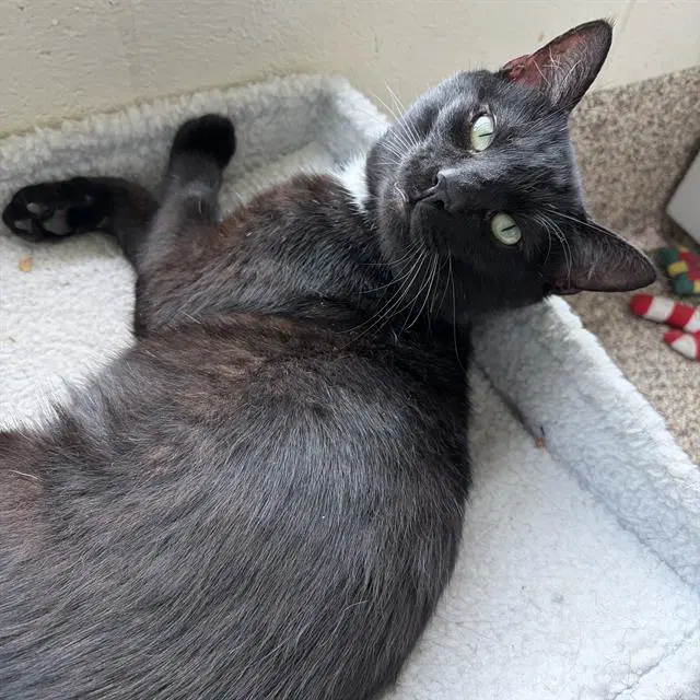 Herring - Domestic Short Hair