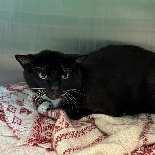 KITTIWAKE, an adoptable Domestic Short Hair in Centerville, MA