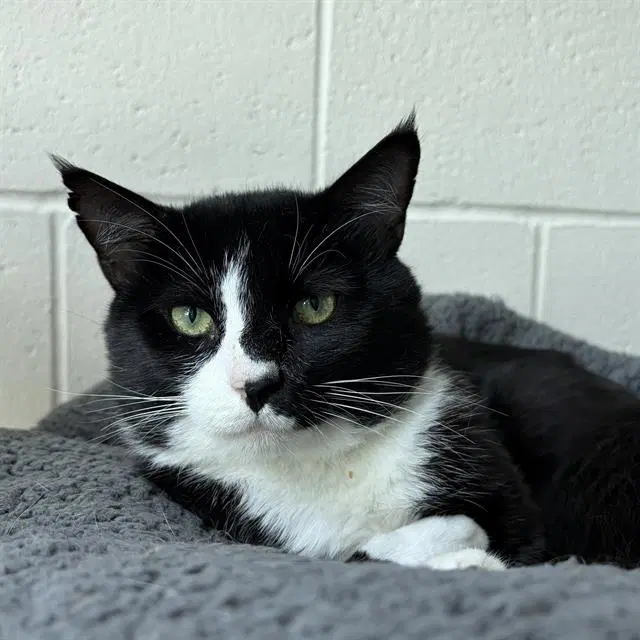 Glaucous - Domestic Short Hair