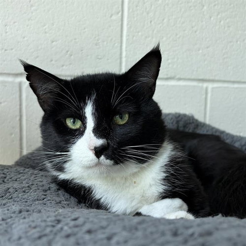 picture of the cat needing adoption