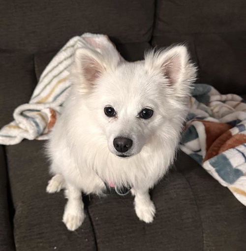 Lumi