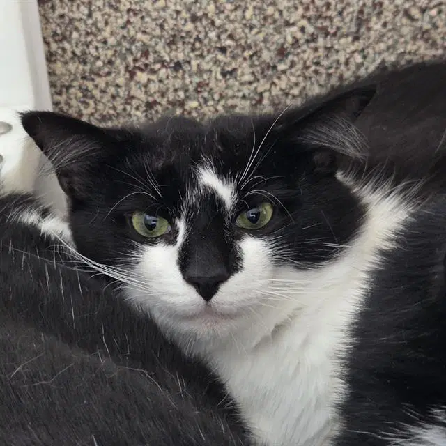 Gentoo - Domestic Short Hair