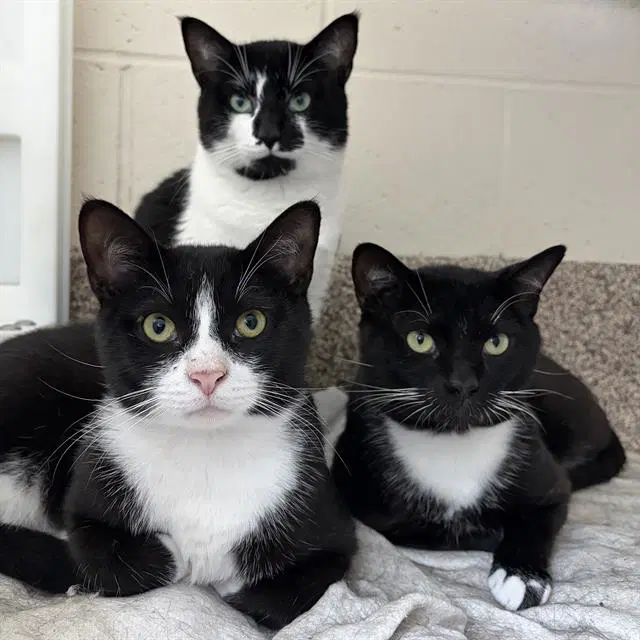 Rockhopper - Domestic Short Hair