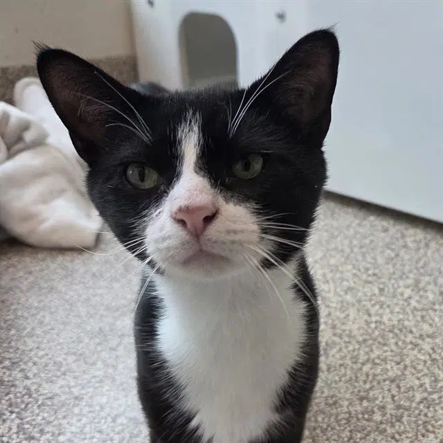 Humbolt - Domestic Short Hair