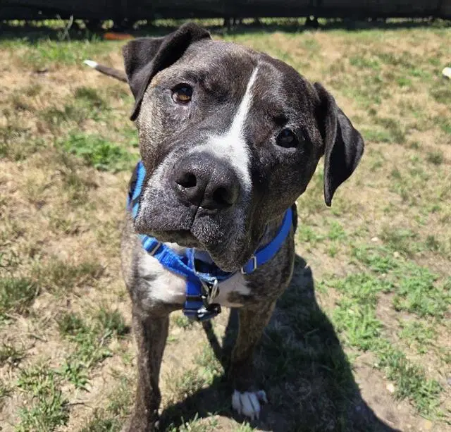 Bruno - Pit Bull Terrier