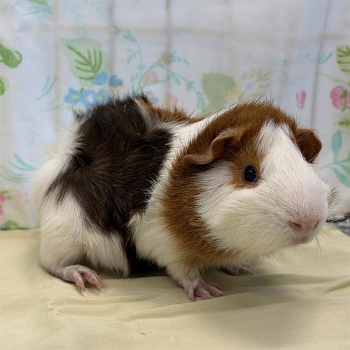 ALABAMA, a guinea pig for adoption from MSPCA - Cape Cod Animal Care and Adoption Center