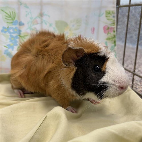 ARKANSAS, a guinea pig for adoption from MSPCA - Cape Cod Animal Care and Adoption Center