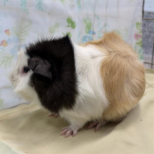 OHIO, a guinea pig for adoption from MSPCA - Cape Cod Animal Care and Adoption Center