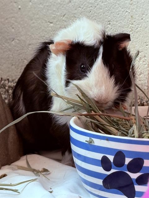 MAINE, a guinea pig for adoption from MSPCA - Cape Cod Animal Care and Adoption Center