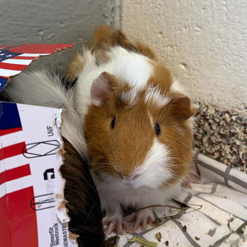CONNECTICUT, a guinea pig for adoption from MSPCA - Cape Cod Animal Care and Adoption Center