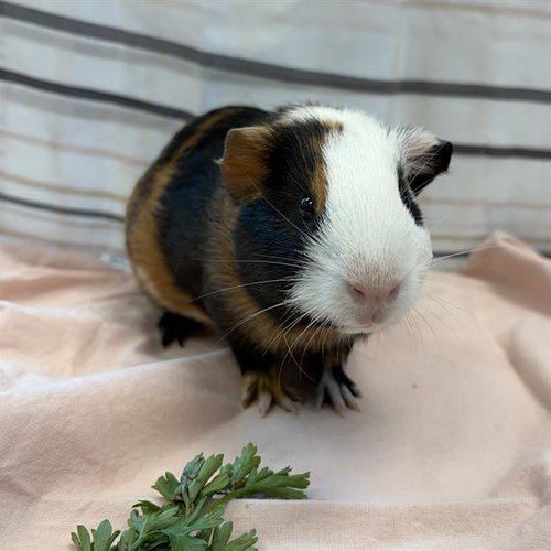 MASSACHUSETTS, a guinea pig for adoption from MSPCA - Cape Cod Animal Care and Adoption Center