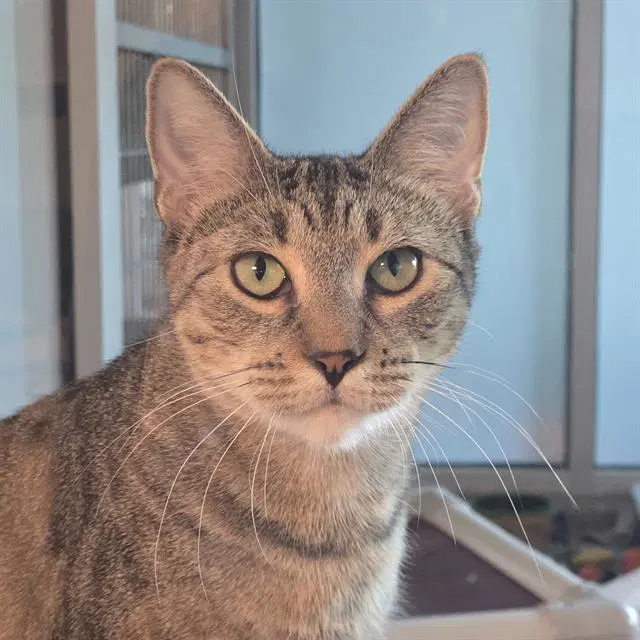 Sansa - Domestic Short Hair