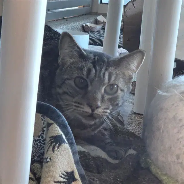 Daenerys - Domestic Short Hair