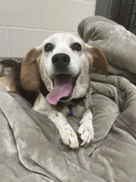 Bella - Beagle