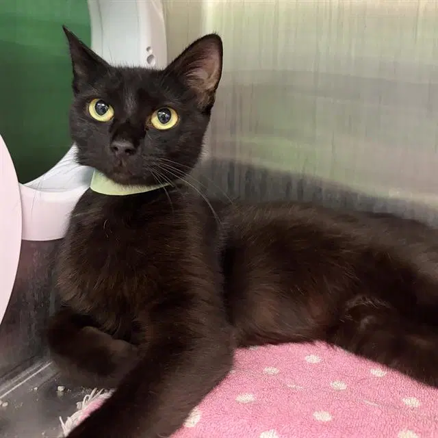 Inky - Domestic Short Hair