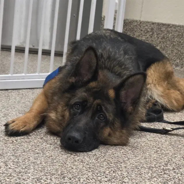 Zilo - German Shepherd Dog