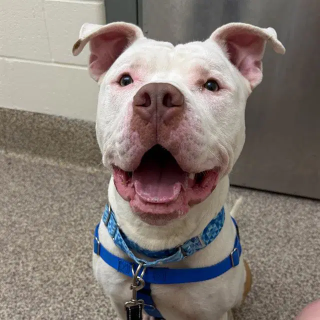 Moo - Pit Bull Terrier