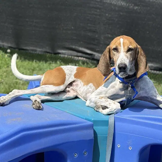 Bayou - English Coonhound