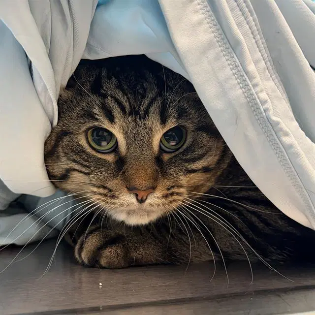 Smokey - Domestic Short Hair