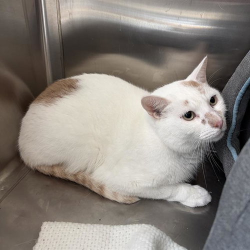 picture of the cat needing adoption