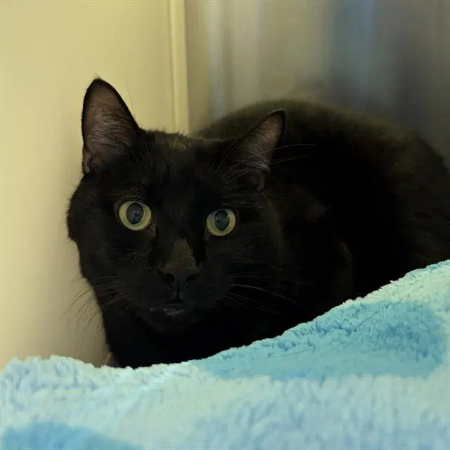 Milo Thatch - Domestic Short Hair