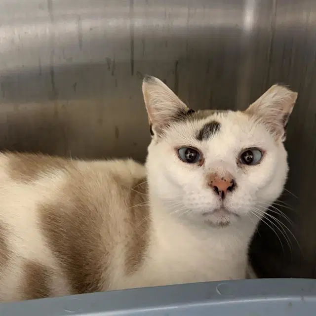 Angel Lloyd - Domestic Short Hair