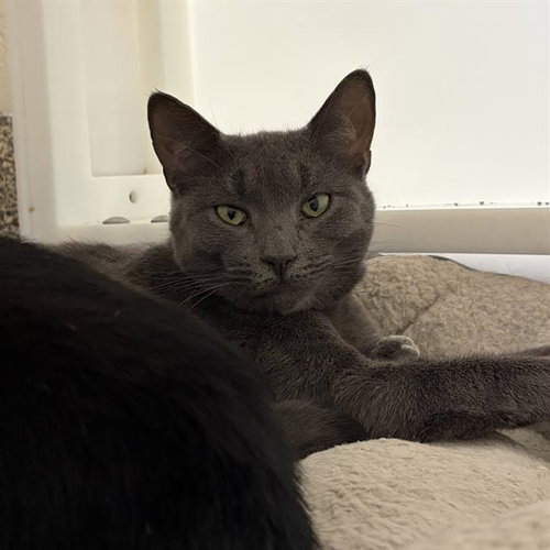 FLYING DUTCHMAN, a cat for adoption from MSPCA - Cape Cod Animal Care and Adoption Center