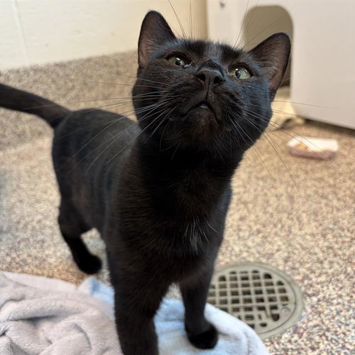MRS PUFF, a cat for adoption from MSPCA - Cape Cod Animal Care and Adoption Center