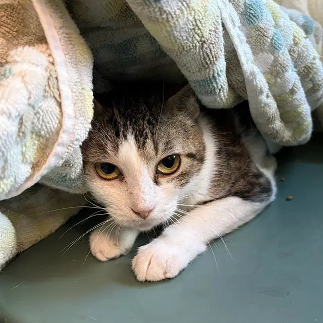 Margaery - Domestic Short Hair