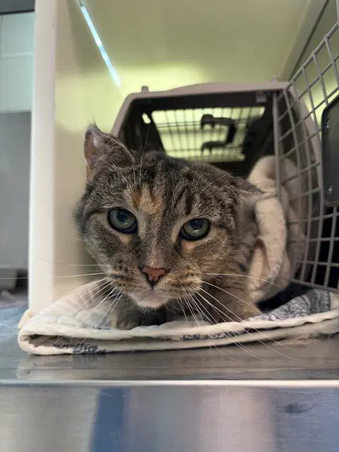 Celine - Domestic Short Hair