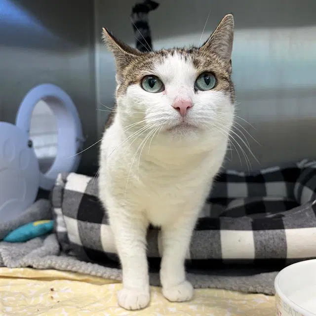 Daisy - Domestic Short Hair