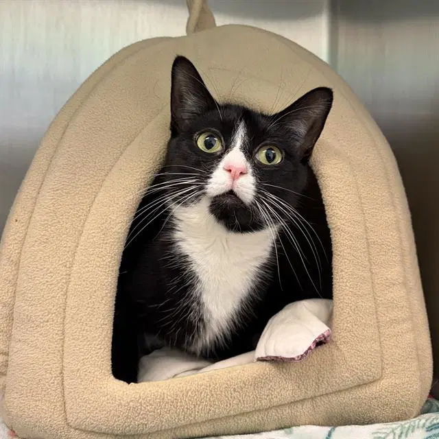 Lexi - Domestic Short Hair