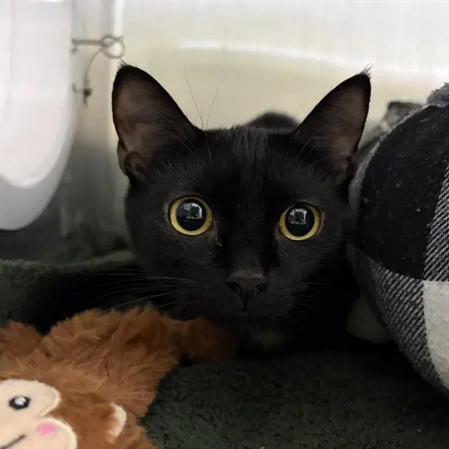 Loona - Domestic Short Hair