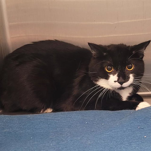 picture of the cat needing adoption