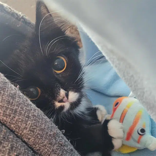 Nokia - Domestic Short Hair