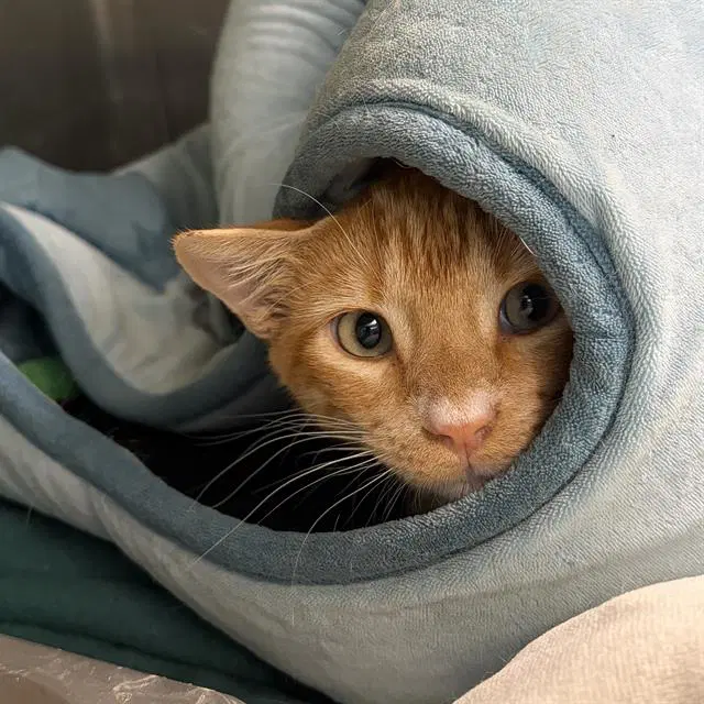 Nacho - Domestic Short Hair